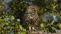 Little owl (Athene nocuta) perched and vocalising in a Hawthorn tree, Wales, UK, July 2010.