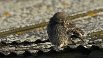 Juvenile Little owl (Athene noctua) perched on the edge of a roof, preening, Wales, UK, June 2012.