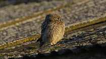 Juvenile Little owl (Athene noctua) perched on the edge of a roof looking around, showing neck rotation, Wales, UK, June 2012.