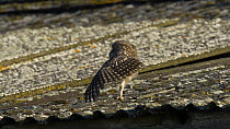 Juvenile Little owl (Athene noctua) perched on the edge of a roof stretching wings and ruffling its feathers, Wales, UK, June 2012.