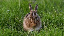 European/Brown hare (Lepus europaeus) leveret cleaning itself, Essex, England, UK, June 2012.