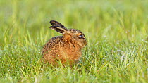 European/Brown hare (Lepus europaeus) leveret feeding, Essex, England, UK, June 2012.