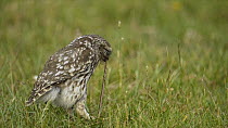 Little owl (Athene noctua) on the ground eating an earthworm, Wales, UK, July 2010.