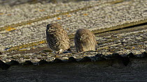 Two juvenile Little owls (Athene noctua) jumping out of nest hole onto a roof, Wales, UK, June 2012.