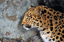 Amur Leopard (Panthera pardus orientalis) profile view, Kedrovaya Pad reserve, Primorskiy krai, Far East Russia. January, Critically endangered species.