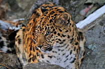 Amur Leopard (Panthera pardus orientalis) portrait,  Kedrovaya Pad reserve, Primorskiy krai, Far East Russia, January, Critically endangered species.