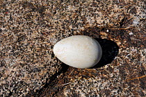 Whiskered auklet (Aethia pygmaea) egg in rock crevice, Iony Island / Jonas' Island, Sea of Okhotsk, Far East Russia, July