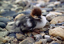 Scaly-sided merganser (Mergus squamatus) chick, Kievka River, Lazovsky District, Primorsky Krai, Far East Russia