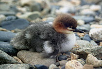 Scaly-sided merganser (Mergus squamatus) chick, Kievka River, Lazovsky District, Primorsky Krai, Far east Russia