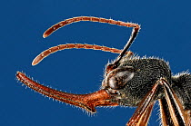 Close up of ant (Harpegnathos venator) head from Asia. Specimen photographed using digital focus stacking