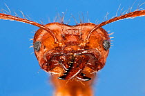 Leaf cutter ant (Atta cephalotes ) close-up. Specimen photographed using digital focus stacking
