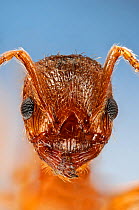 Red Ant (Myrmica rubra) close-up portrait, Specimen photographed using digital focus stacking