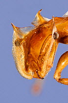 Close-up of ant (Cephalotes clypeatus) head. Specimen photographed using digital focus stacking