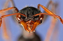 Giant Bull Ant (Myrmecia tarsata) close-up portrait. Specimen photographed using digital focus stacking