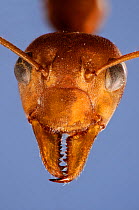 Green tree / Weaver ant (Oecophylla sp.)  head portrait. Specimen photographed using digital focus stacking