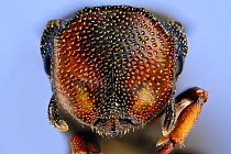 Close up of ant (Cephalotes angustus) Specimen photographed using digital focus stacking