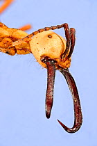 Army ant (Eciton burchellii) soldier head.  Specimen photographed using digital focus stacking