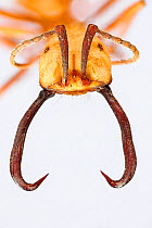 Army ant (Eciton burchellii)  head of a soldier with sickle-shaped mandibles. The soldier caste defends the others. Specimen photographed using digital focus stacking