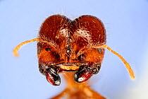 Fire Ant (Solenopsis geminata) head of a major worker with mandibles used for opening seeds.  Specimen photographed using digital focus stacking