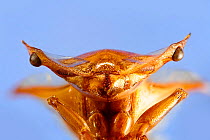 Close up of ant (Cephalotes clypeatus) Specimen photographed using digital focus stacking