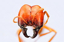 Close-up of ant (Labidus coecus) Specimen photographed using digital focus stacking
