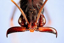 Trap jaw ant (Odontomachus sp.) close-up showing powerful mandibles with sensory hairs. Specimen photographed using digital focus stacking