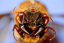 Army ant (Dorylus sp.) close-up of male. Specimen photographed using digital focus stacking