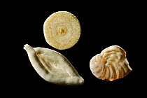 Foraminifera shells from sample of calcareous sand: top (Sorites orbiculus) bottom left   (Spiroloculina sp.) bottom right (Peneroplis planatus) from Raja Ampat, Indonesia. Diagonal of frame approx. 5...