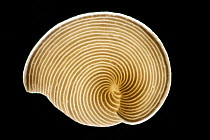 Foraminifera (Archaias angulatus) from the calcareous sand from the Bahamas, USA. The arrangement of the inner chambers is evident from the stripe pattern. This unicellular organism is common to the s...