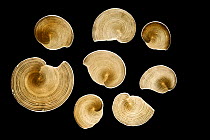 Foraminifera (Archaias angulatus) in different stages of growth) from the calcareous sand from the Bahamas, USA. Diagonal of frame approx. 5 mm Digital focus stacking image
