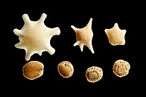 Foraminifera shells from sample of calcareous sand: upper left (Calcarina gaudichaudi) centre (Baculogypsina sphaerulata). Upper right and bottom row abraded specimen. Due to abrasion identification i...