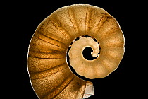 The Tail-Light Squid Shell (Spirula spirula) has a chambered, delicate shell, with diameter of about 1 cm from Raja Ampat, Indonesia.  Digital focus stacking image