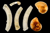 Particles from calcareous sand sample: left snails, family Caecidae, upper juvenile. Right shells from juvenile Architectonicidae. Raja Ampat, Indonesia. Diagonal of frame approx. 3mm  Digital focus s...