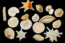A variety of foraminiferes from a sand sample collected in Raja Ampat, Indonesia. The shells come from pelagic as well as bottom dwelling species that settle on sand, seagrass or coral reefs. (Clavuli...