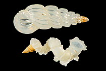 The shells of the minute sea snail (Schwartziella ephamilla, top) and the wentletraps (Cycloscala hyalina, below) from sand sample from Raja Ampat, Indonesien. Diagonal of frame approx. 2 mm Digital f...