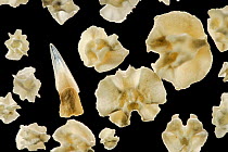 Fish tooth and parts of skeleton of brittle stars (Ophiuridae) from calcareous sand sample, Raja Ampat, Indonesia. Diagonal of frame approx. 5 mm  Digital focus stacking image