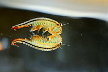 Fairy Shrimp (Eubranchipus grubii) male (captive)