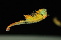 Fairy Shrimp (Eubranchipus grubii) male Captive