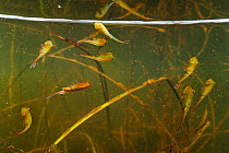 Fairy Shrimp (Eubranchipus grubii) in floodplain pool close to the river Elbe, Germany.