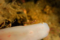 Mysid shrimp (Hemimysis lamornae) on sea squirt, Atlantic Ocean, North West Norway