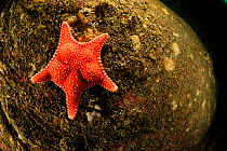 Seastar (Hippasteria phrygiana), Atlantic Ocean, North West Norway
