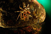 Great spider crab (Hyas araneus)  with hydroids, Atlantic Ocean, Norway