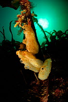 European sea squirt (Ascidiella aspersa) on Kelp (Laminaria hyperborea), Atlantic Ocean, Norway