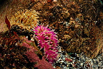 Dahlia anemone (Urticina felina), Atlantic Ocean,  North West Norway