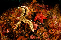 Spiny starfish (Marthasterias glacialis), left and Sea star (Porania pulvillus) right, Atlantic Ocean,