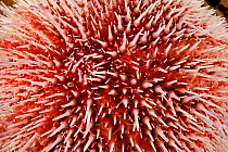 Edible sea urchin (Echinus esculentus), Atlantic Ocean, North West Norway