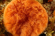 Plumose anemone (Metridium senile), Atlantic Ocean, North West Norway