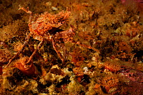 Contracted spider crab (Hyas coarctatus)  with hydroids, Atlantic Ocean,