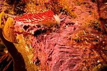 Nudibranch (Flabellina verrucosa) on red algae, Atlantic Ocean, North West Norway