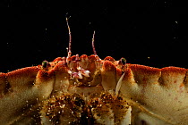 Edible crab (Cancer pagurus) portrait, Atlantic Ocean, North West Norway